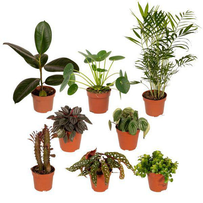 Außenseiterbox – 8 Pflanzen - Ø12cm – Vielfältige Blattstrukturen & Farben – Zimmer- und Gartenpflanzen-Mix – Perfekt für Pflanzenliebhaber 