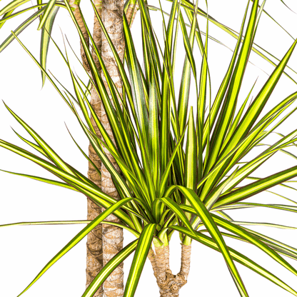 Dracaena marginata Sunray – Drachenbaum – Zimmerpflanze – Ø24cm – ↕130-150cm – Tropische Pflanze für hellen Innenbereich – Pflegeleicht & Minimalistisch 