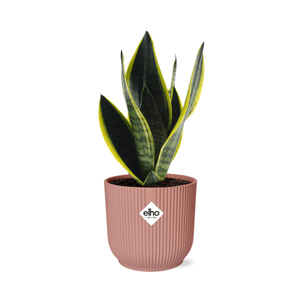 Bogenhanf Sansevieria Futura Superba – Schwiegermutterzunge Zimmerpflanze inkl. Ziertopf Vibes Fold Rosa Ø14cm – Pflegeleicht & luftreinigend – Für Schlafzimmer, Wohnzimmer & Büro 