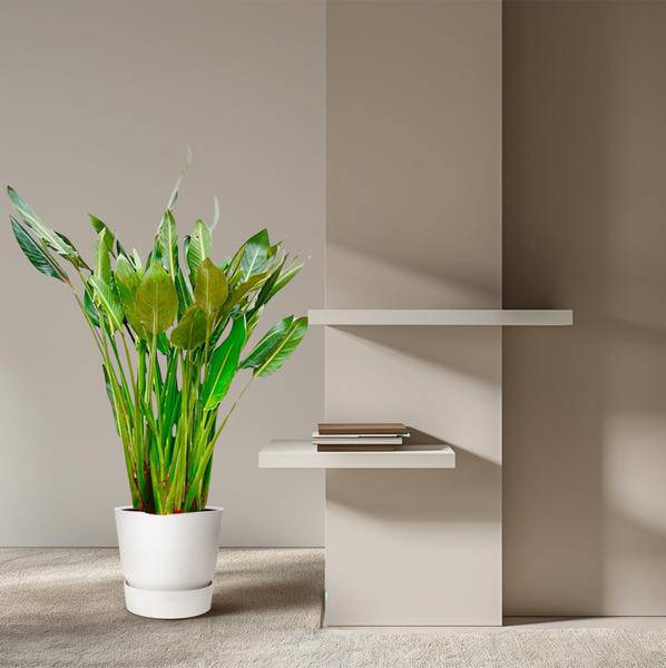 Strelitzia Reginae – Paradiesvogelblume – Zimmerpflanze 160cm – Ø30cm – Exotische Pflanze mit orangefarbenen Blüten – Tropische Kübelpflanze für Innen & Außen – Pflegeleicht 