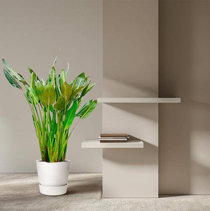 Strelitzia Reginae – Paradiesvogelblume – Zimmerpflanze 160cm – Ø30cm – Exotische Pflanze mit orangefarbenen Blüten – Tropische Kübelpflanze für Innen & Außen – Pflegeleicht 