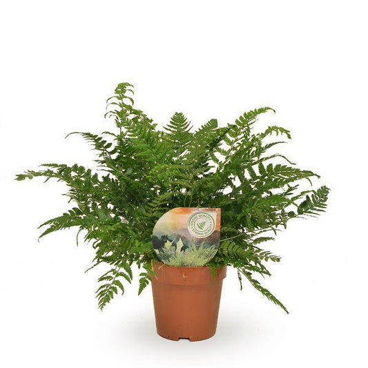 Schmaler Schildfarn - Polystichum Tsussimense / Athyrium - Zimmerpflanze - Ø12cm - ↕30cm 