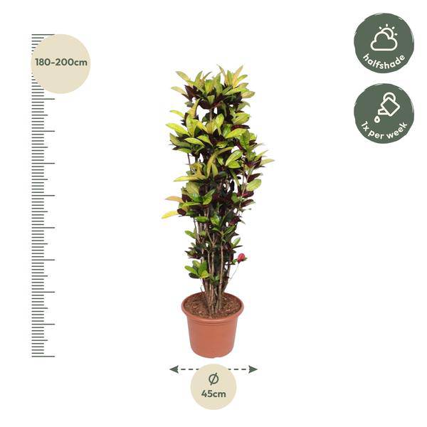 Wunderstrauch – Codiaeum Iceton Croton – Zimmerpflanze ca. 190cm Höhe – Ø45cm – dekorative Pflanze mit bunten Blättern für Wohnzimmer & Büro 