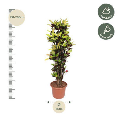 Wunderstrauch – Codiaeum Iceton Croton – Zimmerpflanze ca. 190cm Höhe – Ø45cm – dekorative Pflanze mit bunten Blättern für Wohnzimmer & Büro 