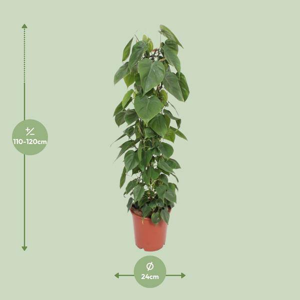 Baumfreund - Philodendron Scandens - Zimmerpflanze - Ø24cm - ↕120cm 