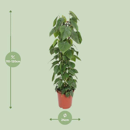 Baumfreund - Philodendron Scandens - Zimmerpflanze - Ø24cm - ↕120cm 
