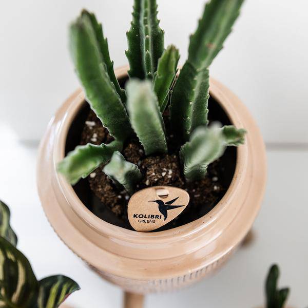 Sukkulente - Stapelia - Topfgröße Ø9cm - Zimmerpflanze - Ø9cm 