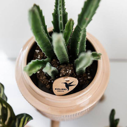 Sukkulente - Stapelia - Topfgröße Ø9cm - Zimmerpflanze - Ø9cm 