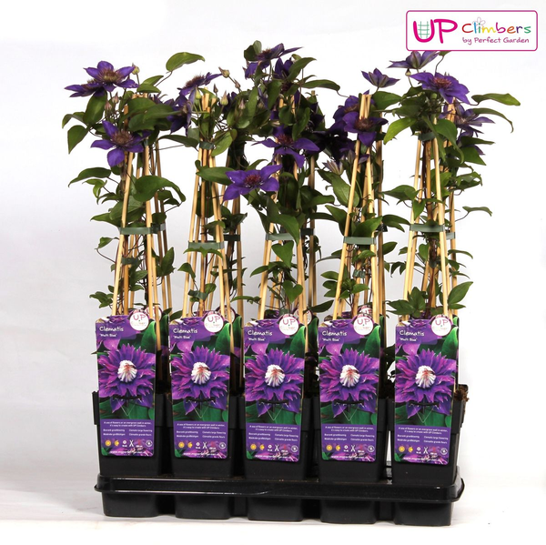 Waldrebe - Clematis Multi Blau - Clematis Blau - Ø15cm - ↕65cm 