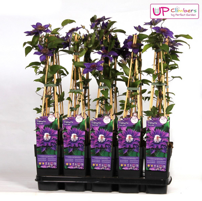 Waldrebe - Clematis Multi Blau - Clematis Blau - Ø15cm - ↕65cm 