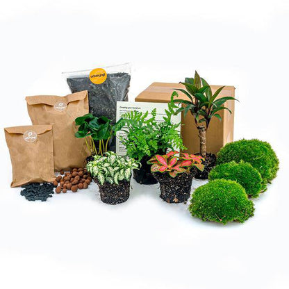 Flaschengarten-Set Dschungel 5 – DIY Pflanzenterrarium mit Coffea, Farn, Palme & Fittonia – Nachfüllpack & Starter-Kit 