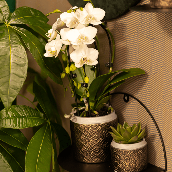 Weiße Phalaenopsis-Orchidee Niagara Fall – Ø9cm – Blühende Zimmerpflanze – Luxuriöse, langlebige weiße Blüten – 35-40cm hoch 