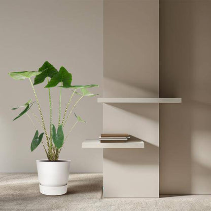 Tiger-Pfeilblatt – Alocasia Zebrina – Zimmerpflanze – 130cm – Ø32cm – tropische Grünpflanze mit Zebramuster-Stielen – dekorative Indoor-Pflanze 