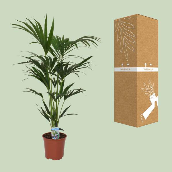 Kentia Palme Howea forsteriana – Zimmerpflanze – Ø21cm – 120cm Höhe – tropische Zimmerpalme – luftreinigend & pflegeleicht 