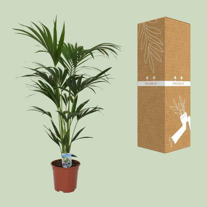 Kentia Palme Howea forsteriana – Zimmerpflanze – Ø21cm – 120cm Höhe – tropische Zimmerpalme – luftreinigend & pflegeleicht 