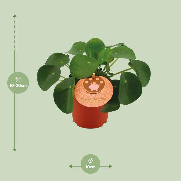 Chinesischer Geldbaum - Pilea Peperomioides - Zimmerpflanze - Ø11cm - ↕15cm 
