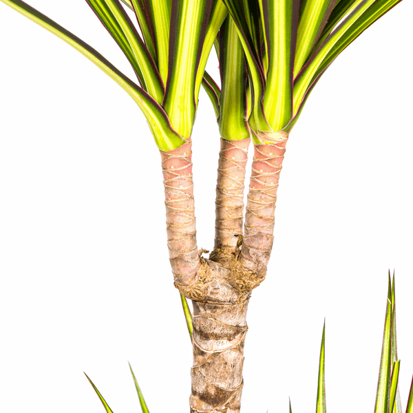 Dracaena Marginata Sunray Drachenbaum – Zimmerpflanze Ø19cm – ca. 80-100cm hoch – Tropischer Akzent mit grünen und gelben Blättern 
