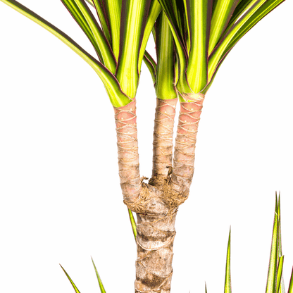 Dracaena Marginata Sunray Drachenbaum – Zimmerpflanze Ø19cm – ca. 80-100cm hoch – Tropischer Akzent mit grünen und gelben Blättern 