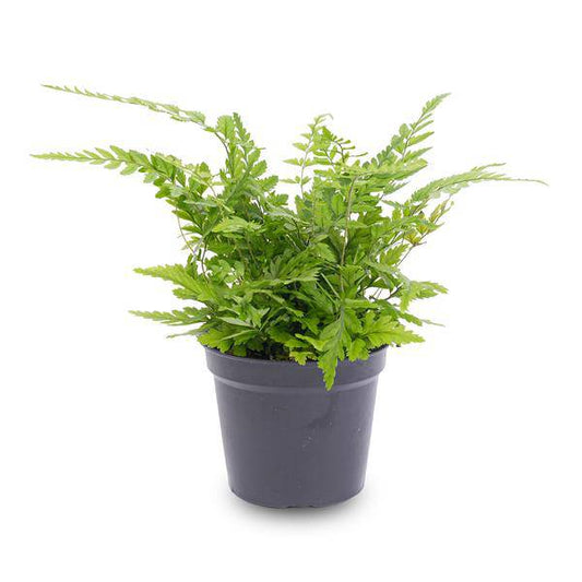Farn - Athyrium spicatum - Terrarienpflanze - Topfgröße 6 