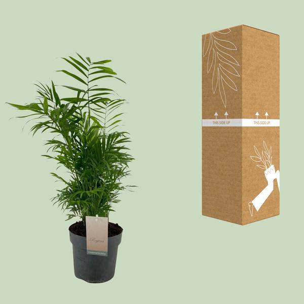 Mexikanische Bergpalme - Chamaedorea Elegans - Zimmerpflanze - Ø17cm - ↕50cm 