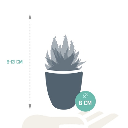 Sukkulente - Gasteria/Haworthia - Mix - 5,5 cm - im Topf - 5 Stück 