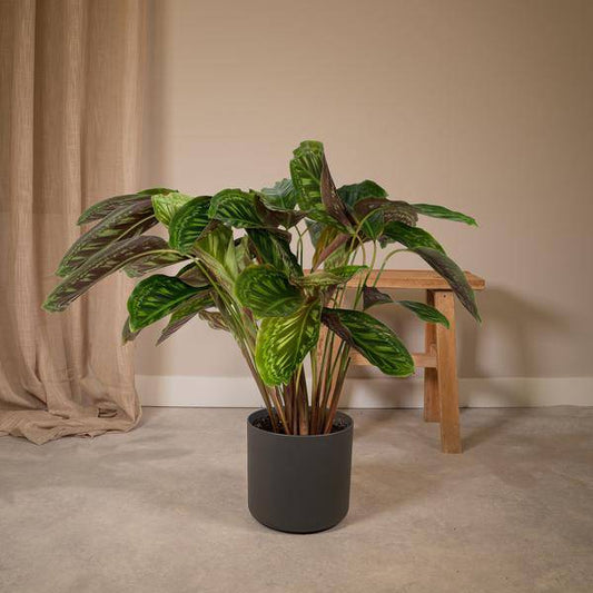 Calathea Flamestar - Pfauenpflanze - Ø19cm - ↕75cm 