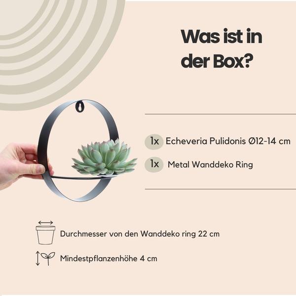 Sukkulente - Echeveria Pulidonis auf Wanddeko Ring Schwarz Ø20cm - ↕20 cm 