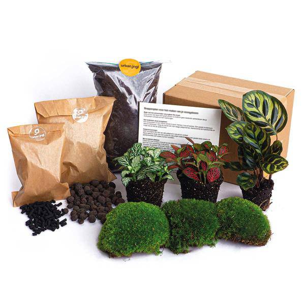 Flaschengarten-Paket Calathea Makoyana – Pflanzenterrarium mit Calathea Makoyana & Fittonia – Komplett-Set mit Blumenzwiebeln, Aktivkohle & Pflegeanleitung 