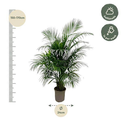 Goldfruchtpalme – Dypsis Lutescens – Areca-Palme – Zimmerpflanze 150cm – Ø24cm – Tropische Grünpflanze mit eleganten Wedeln – Exklusive Kübelpflanze für Wohnzimmer, Büro & Balkon – Pflegeleicht 