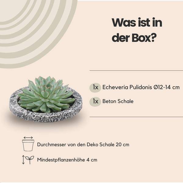 Sukkulente - Echeveria Pulidonis in Schale 'Concrete' - Zimmerpflanze - Ø20 cm - ↕5 cm 