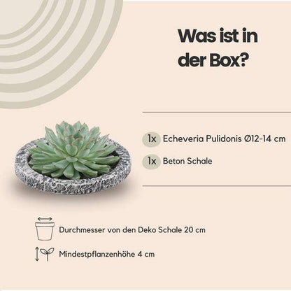 Sukkulente - Echeveria Pulidonis in Schale 'Concrete' - Zimmerpflanze - Ø20 cm - ↕5 cm 