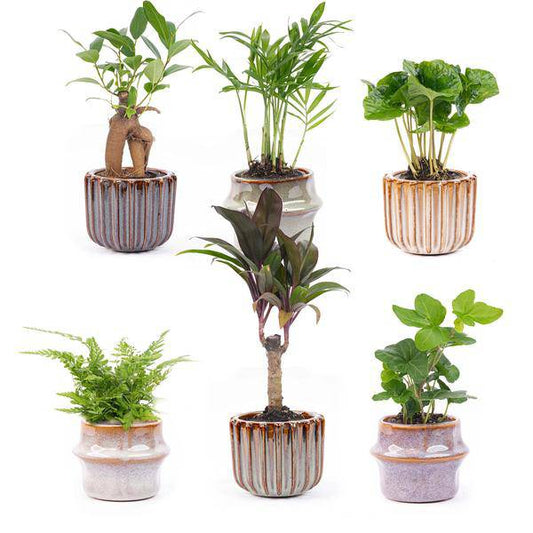 Zimmerpflanzen Set mit 6 Pflanzen + Keramik-Topfset Barcelona – kompakt & stilvoll – Hedera Helix, Farn, Coffea Arabica, Bergpalme, Ficus Ginseng Bonsai, Mini-Palme 