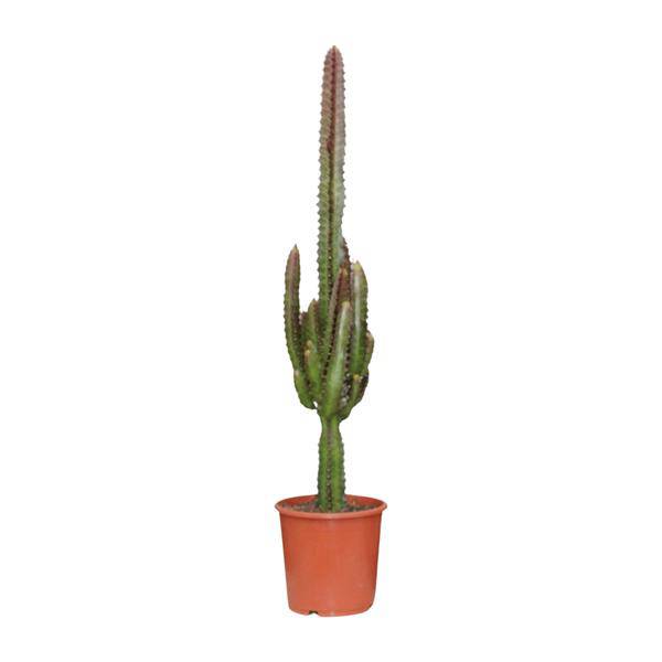 Dreikantige Wolfsmilch - Euphorbia Trigona Rubra - Zimmerpflanze - Ø17cm - ↕70cm 