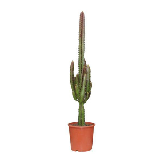 Dreikantige Wolfsmilch - Euphorbia Trigona Rubra - Zimmerpflanze - Ø17cm - ↕70cm 