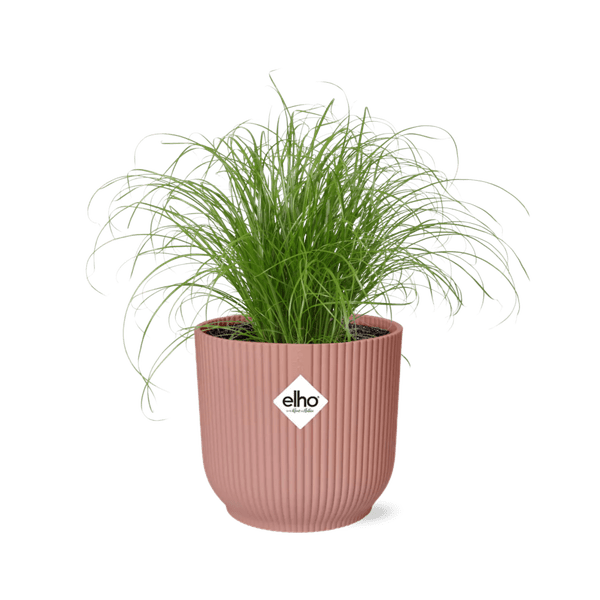 Wechselblättriges Zyperngras Cyperus Alternifolius Zumula – Schirmgras Zimmerpflanze inkl. Ziertopf Vibes Fold Rosa Ø14cm – Pflegeleicht & luftreinigend – Dekorative Sumpfpflanze für Wohnzimmer & Büro 