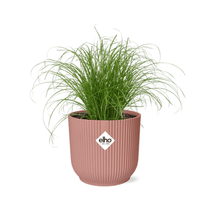 Wechselblättriges Zyperngras Cyperus Alternifolius Zumula – Schirmgras Zimmerpflanze inkl. Ziertopf Vibes Fold Rosa Ø14cm – Pflegeleicht & luftreinigend – Dekorative Sumpfpflanze für Wohnzimmer & Büro 
