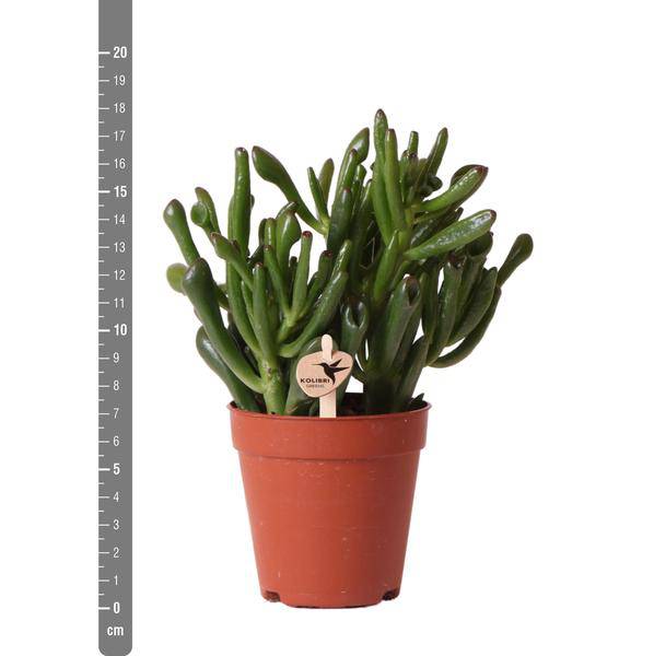 Sukkulente - Crassula Hobbit - Zimmerpflanze - Ø9cmaSukkulente Crassula Hobbit – Robuste Zimmerpflanze – Ø9cm – Kleine, pflegeleichte Grünpflanze für Zuhause und Büro 