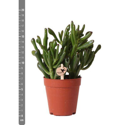 Sukkulente - Crassula Hobbit - Zimmerpflanze - Ø9cmaSukkulente Crassula Hobbit – Robuste Zimmerpflanze – Ø9cm – Kleine, pflegeleichte Grünpflanze für Zuhause und Büro 