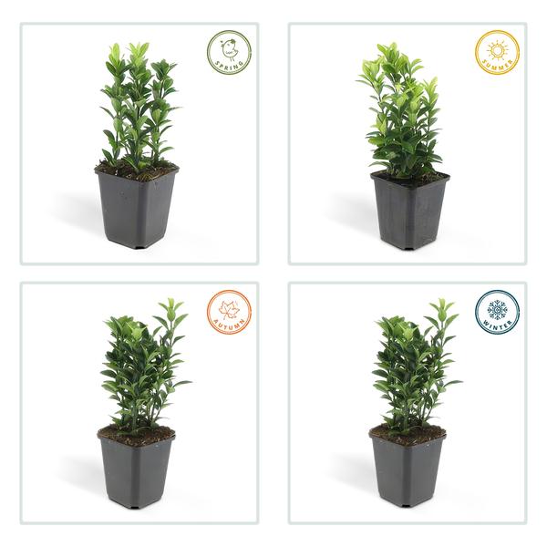 Japanischer Spindelstrauch Euonymus japonicus 'Green Spire' – 60 Pflanzen – ↕10-25cm – Ø9cm – Immergrüner Heckenstrauch & Solitärpflanze – Pflegeleicht & schnittverträglich – Sonne & Schatten 
