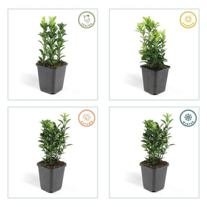 Japanischer Spindelstrauch Euonymus japonicus 'Green Spire' – 60 Pflanzen – ↕10-25cm – Ø9cm – Immergrüner Heckenstrauch & Solitärpflanze – Pflegeleicht & schnittverträglich – Sonne & Schatten 