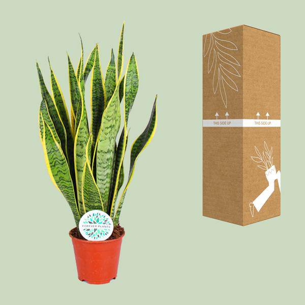 Bogenhanf – Sansevieria Trifasciata Laurentii – Zimmerpflanze – Ø14cm – ca. 50cm hoch – Luftreinigend & extrem pflegeleicht 