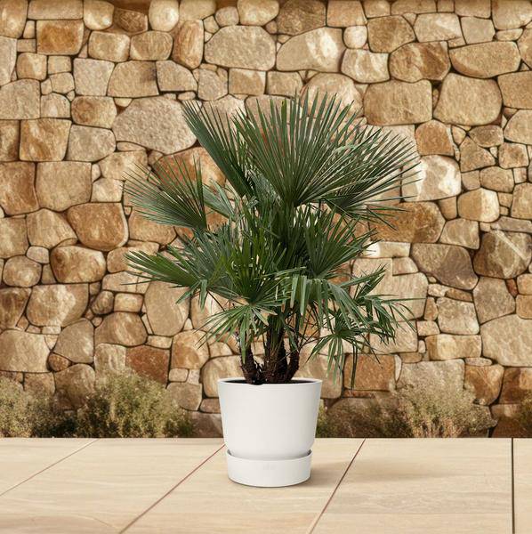Hanfpalme – Trachycarpus mehrstämmig 230cm – Ø50cm – XXL-Palme mit fächerförmigen Blättern – Exotische Kübelpflanze für Garten, Terrasse, Wintergarten & Wohnzimmer – Pflegeleicht 