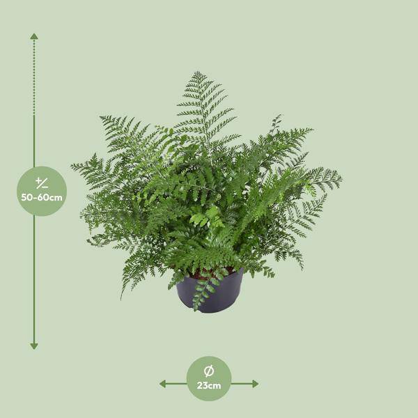 Nestfarn - Asplenium Parvati - Zimmerpflanze - Ø23cm - ↕55cm 