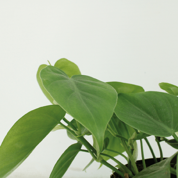 Baumfreund - Philodendron Scandens - Zimmerpflanze - 5cm - ø12cm - 2 Stück 