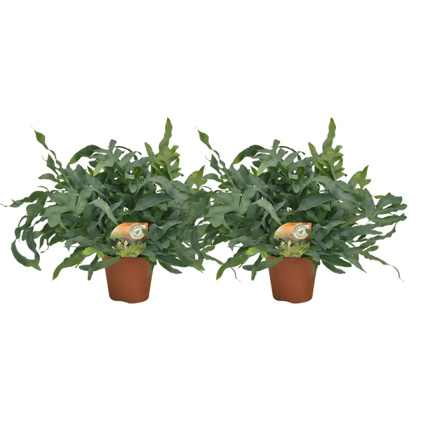 Phlebodium Blue Star – Tüpfelfarn Zimmerpflanze – 2 Pflanzen – Ø17cm – ca. Ø60cm Wuchsbreite – Blaugrüner Farn für Wohnzimmer, Bad & Büro – Elegante Zimmerpflanzen 