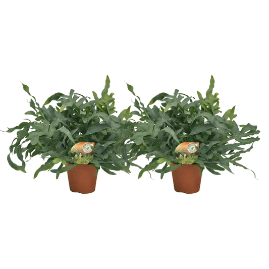 Phlebodium Blue Star – Tüpfelfarn Zimmerpflanze – 2 Pflanzen – Ø17cm – ca. Ø60cm Wuchsbreite – Blaugrüner Farn für Wohnzimmer, Bad & Büro – Elegante Zimmerpflanzen 