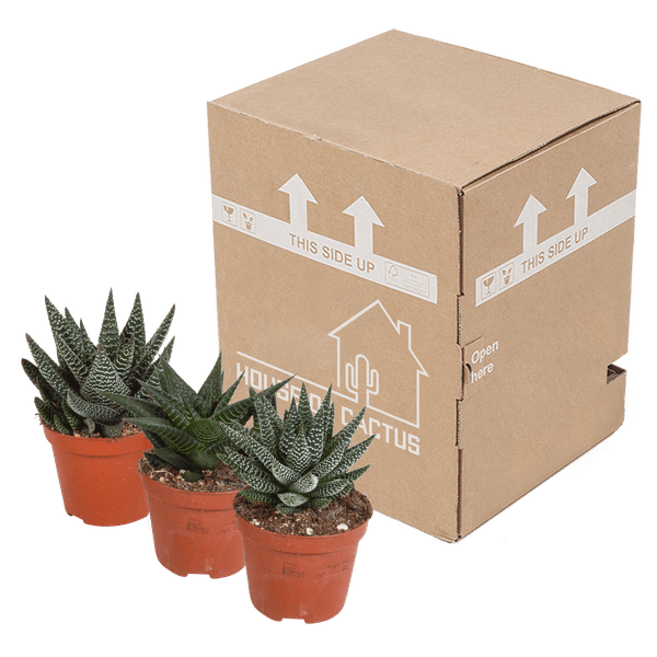 Sukkulente - Gasteria/Haworthia - Mix 8,5cm - 3 Stück 