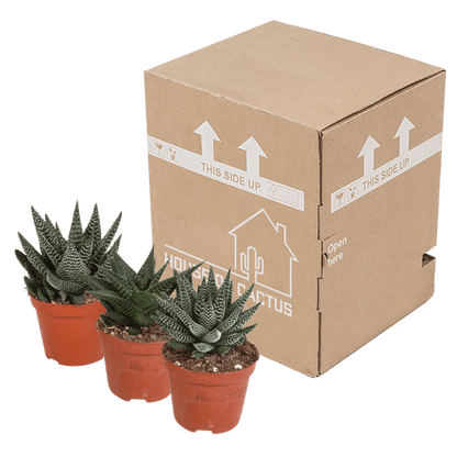 Sukkulente - Gasteria/Haworthia - Mix 8,5cm - 3 Stück 