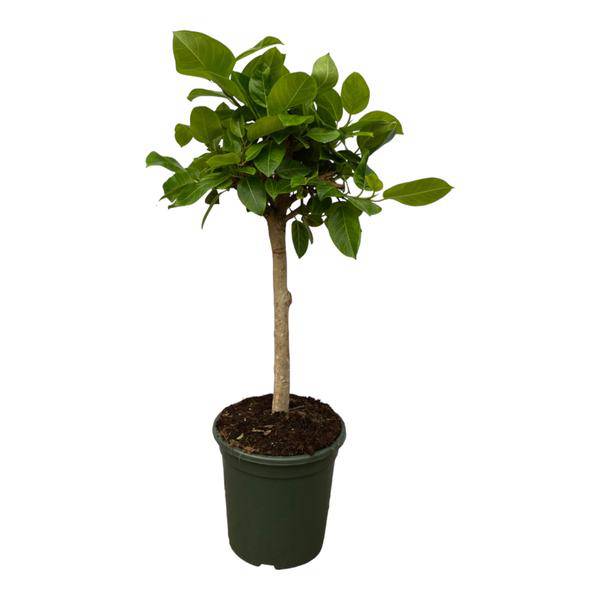 Ficus Altissima variegata – Feigenbaum – Zimmerpflanze – 150cm hoch – Ø33cm – dekorative Grünpflanze mit panaschierten Blättern für Wohnzimmer, Büro & Wintergarten 