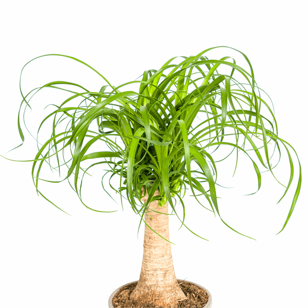 Beaucarnea Recurvata – Elefantenfuß – Zimmerpflanze – Ø17cm – ↕40-60cm – Pflegeleicht & dekorativ 